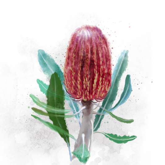Banksias watercolor